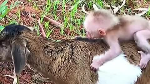 And you have never seen the beautiful love of monkey and goat, definitely watch till the end