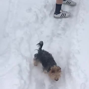 Yorkie really loves playing in the snow
