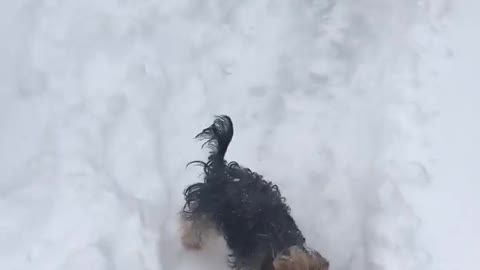 Yorkie really loves playing in the snow