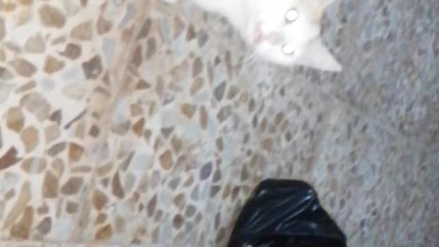 My cat in my homs