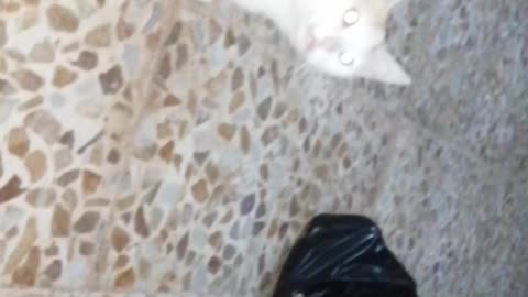 My cat in my homs