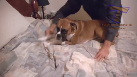 Laugh out loud..funny video of cute and lovely pets..