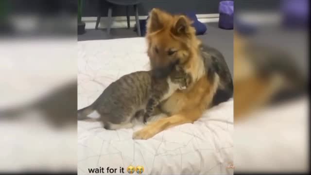 Best Funny cat video 2021