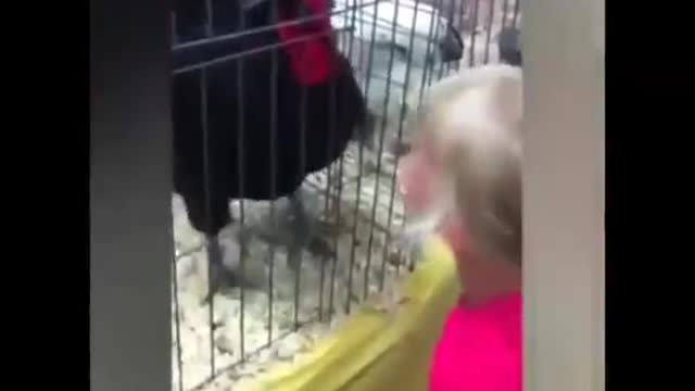 The roosters are furious! (Compilation).