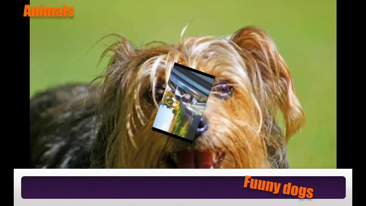 Funny dog video!!! !!