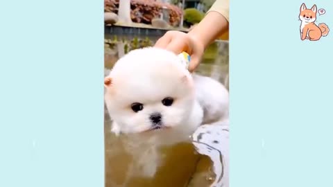 Cute Puppies Satisfying Days Out