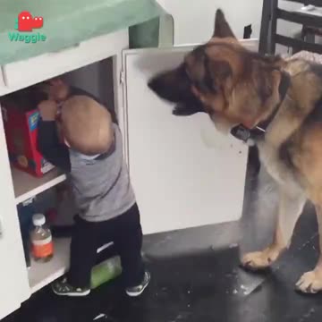 Innocent baby feeding a German Shepherd