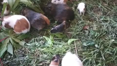 guinea pigs learn to eat grass