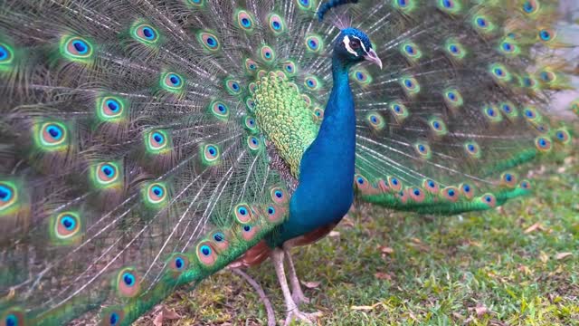 #Peafowl bird nature beauty