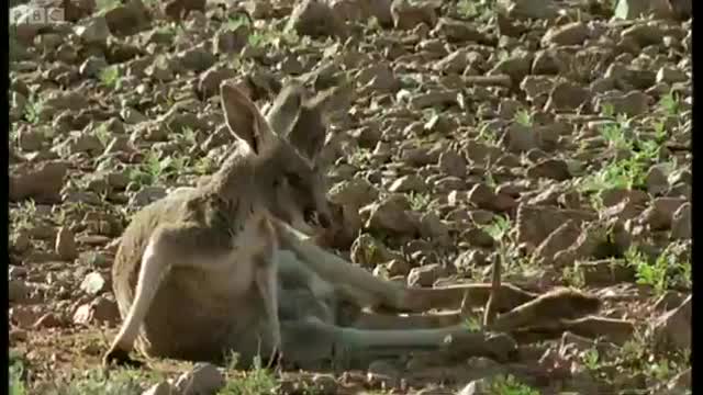 Roo Wrestling | Big Red Roos | BBC Earth