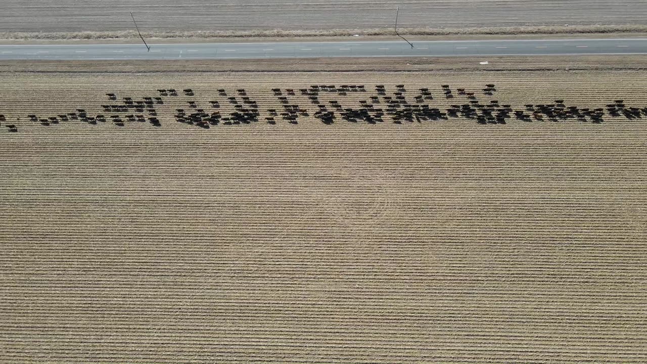 Cattle Drive - to SH71 field - #3