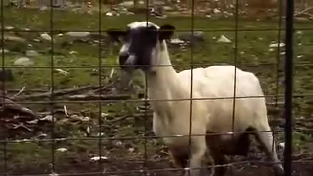 screaming goat !