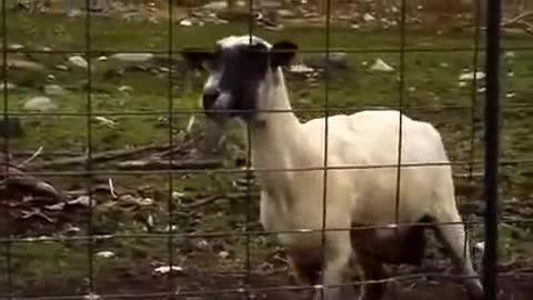 screaming goat !