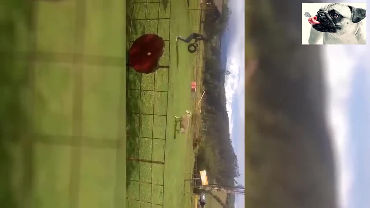 Shocking: Sheep killing Attacks on Boy never seen before