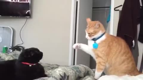 Fastest Cat Slaps