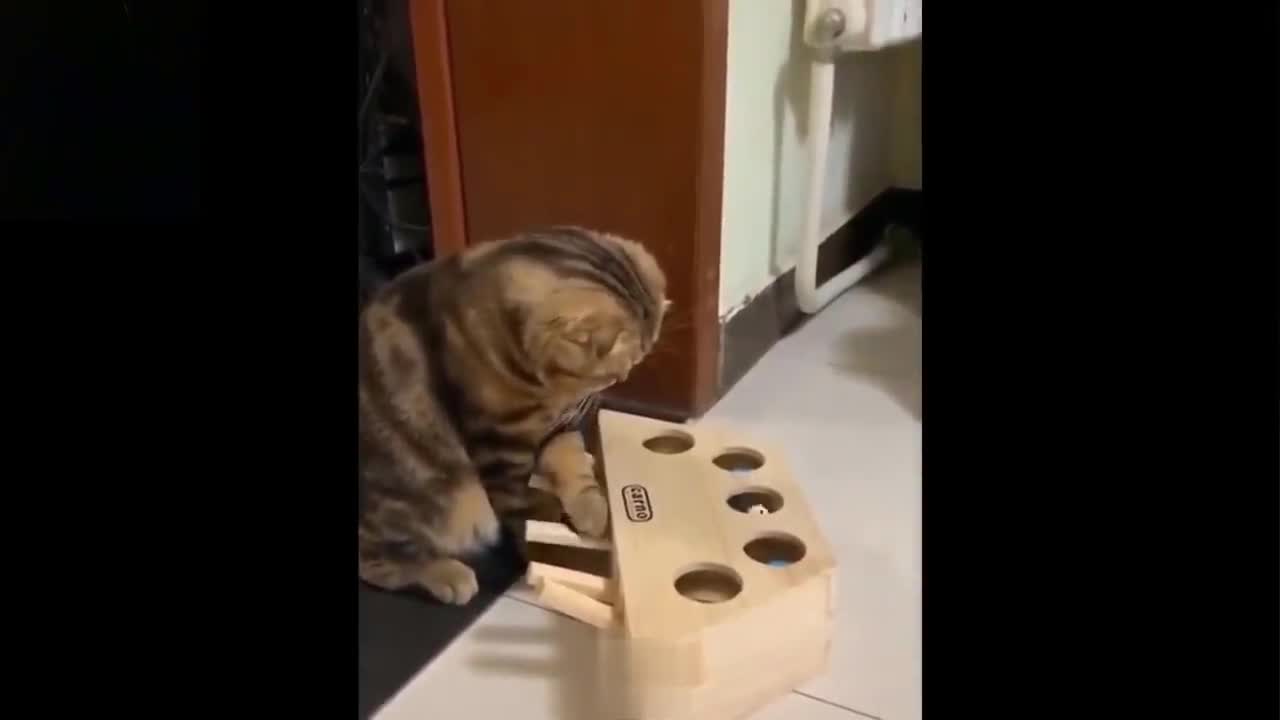 Funny Animal Videos 2022 😂 - Funniest Cats Videos 😺😍