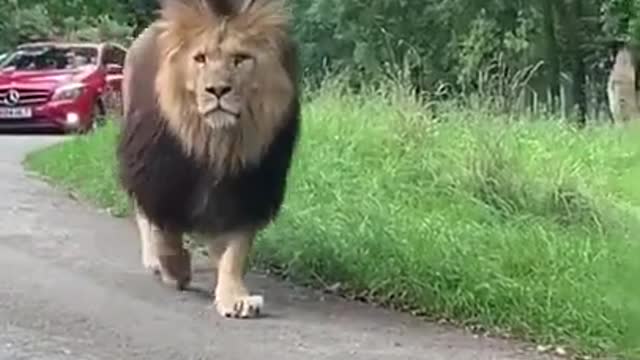 Oh Gosh!!! a lion on the road 🦁🦁🦁😱😱😱