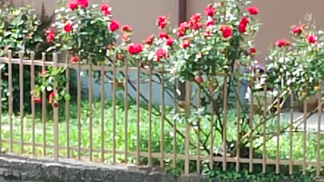 Maggio, il mese delle rose