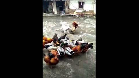 Street Fights: Dog vs Chickens. Who's Gonna Got The Bit On The Ear?