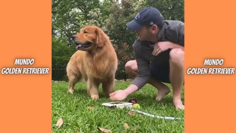 funny dogs