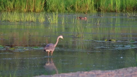 A fish in the lake scares a hornbill