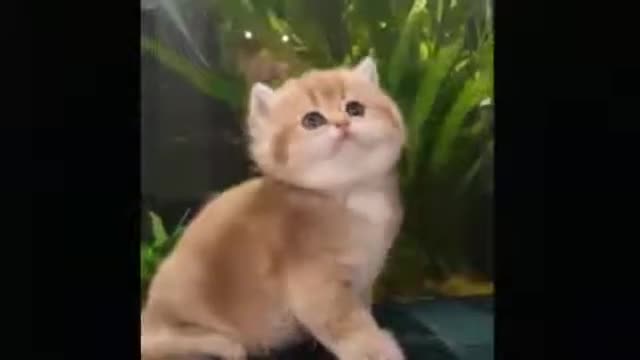 Cute Baby Cats Video