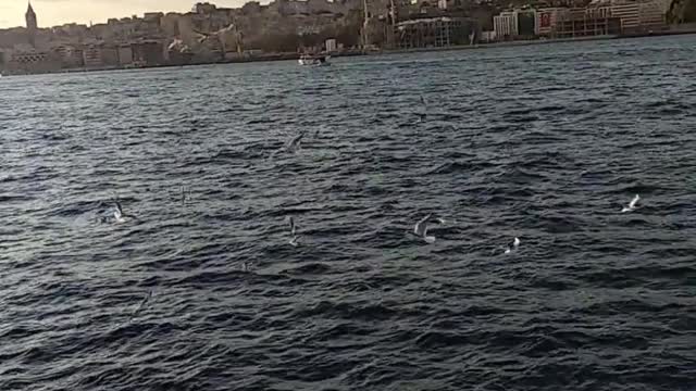 several sea birds, flying over boats.