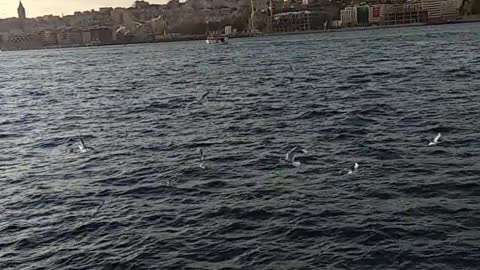 several sea birds, flying over boats.