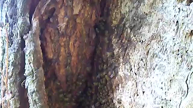 Honey bees in farm tree