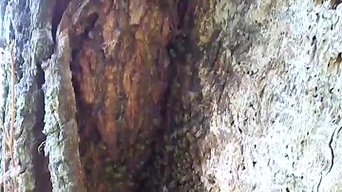 Honey bees in farm tree