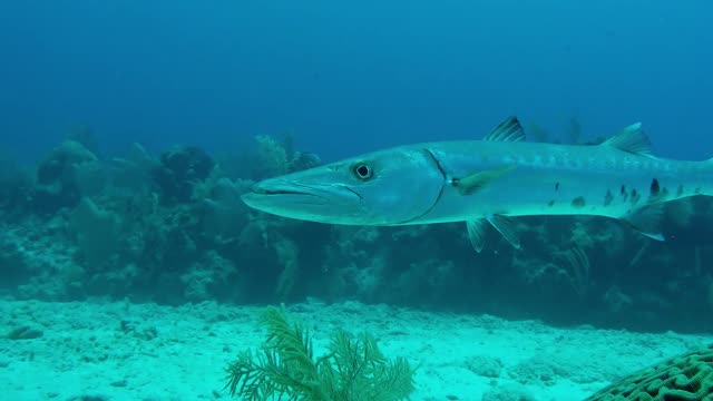 Barracuda gigante investiga con curiosidad la cámara de un buzo