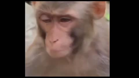 Funny Monkey