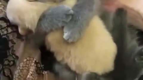 Cute Kitten Hugs Puppy