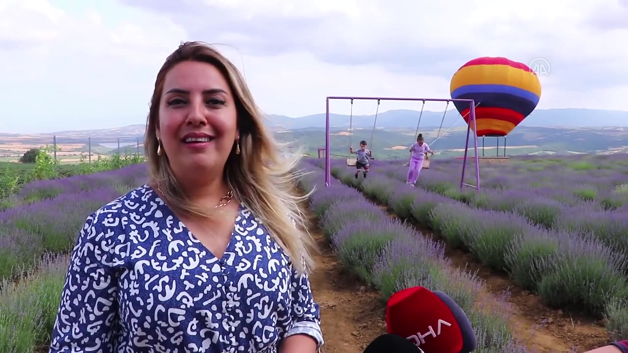 Purple colored lavender fields in Tekirdag attract visitors during the 3 weeks of blooming