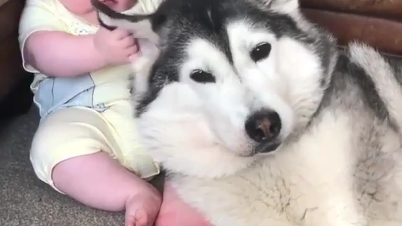 baby and dog