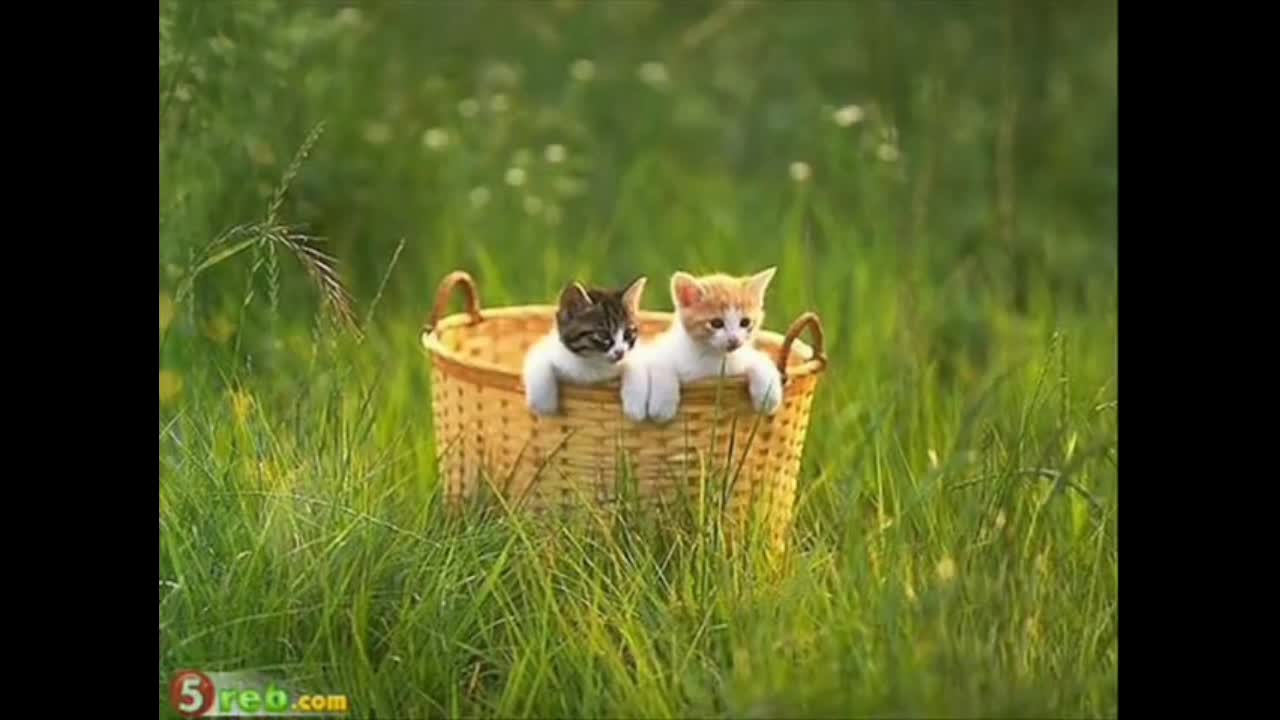 funny cats meoww