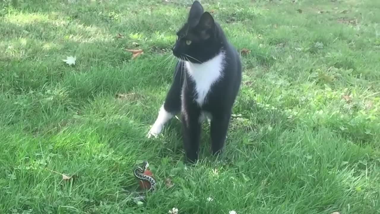 Snake ATTACKS Cat