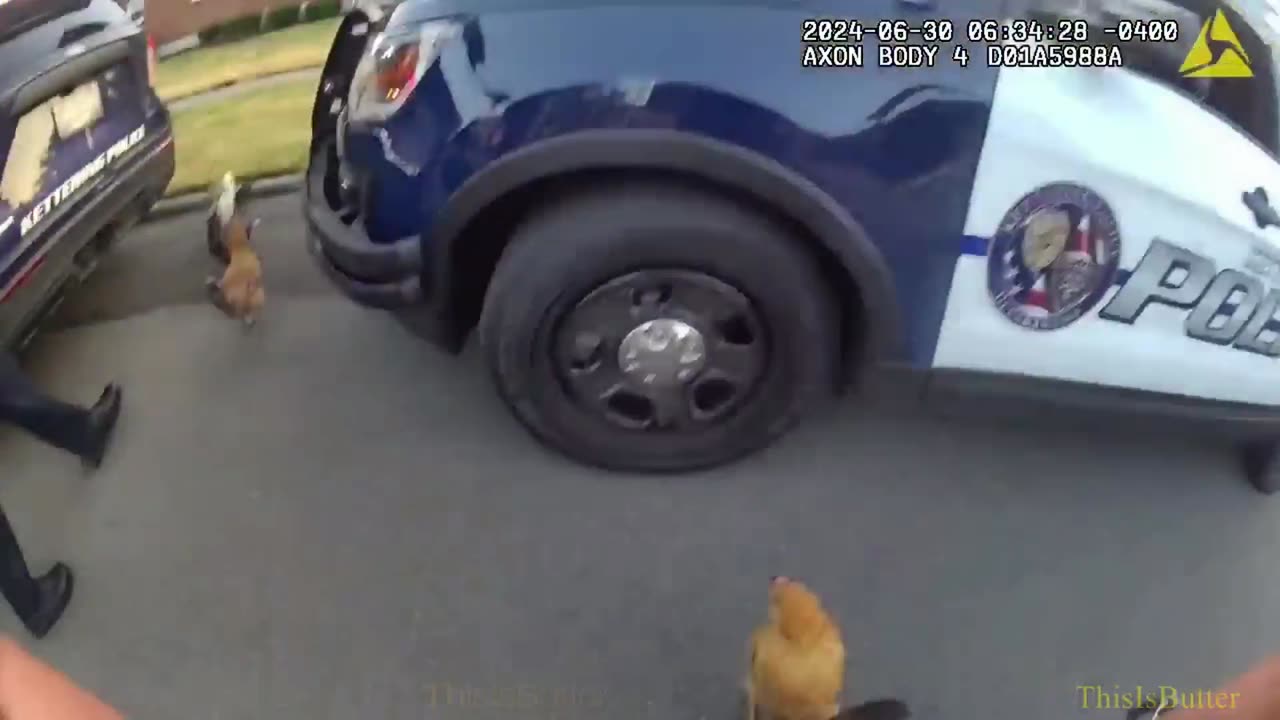 Kettering police release bodycam of an officer trying to catch 4 chickens