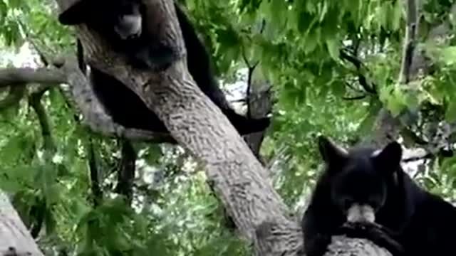 Rescued Baby Bear Slowly Falls In Love With His New Friend