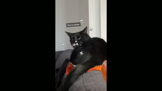 Cat be like "You'll Dead"