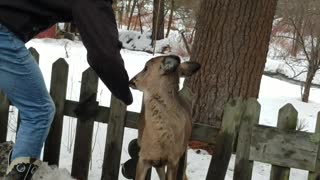 Brothers Rescue a Deer Trapped on Top of Fence