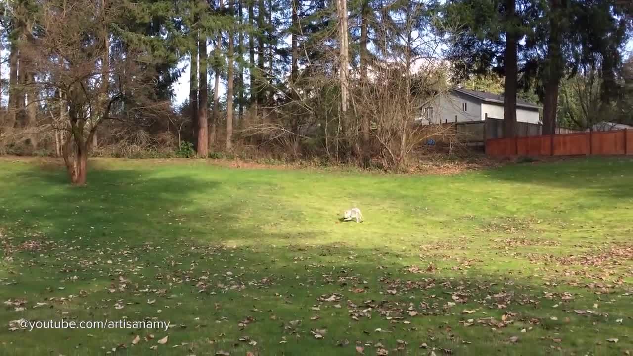 Funny Cute Pitbull videos Cute Can't Stop Laugh Compilation