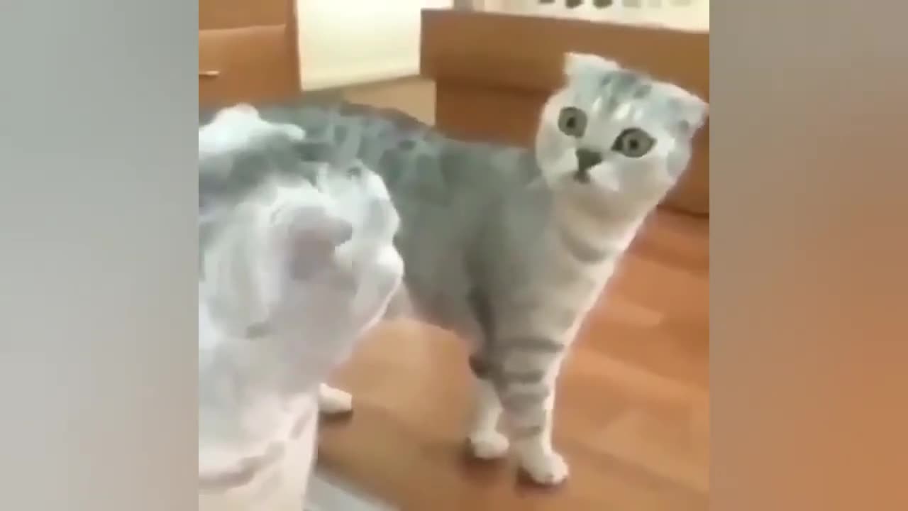 Cats just being funny and cutee 🤣