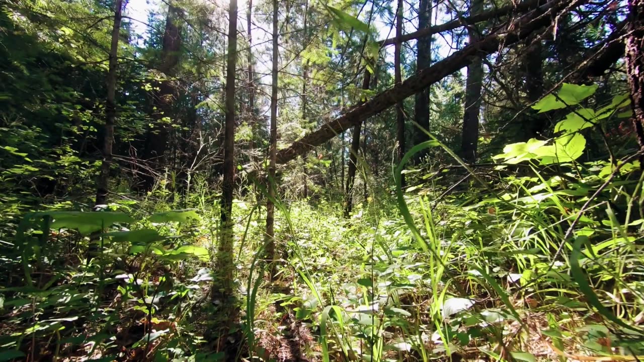 evening in the forest