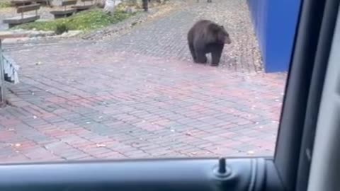 Bear casually walks down busy sidewalk