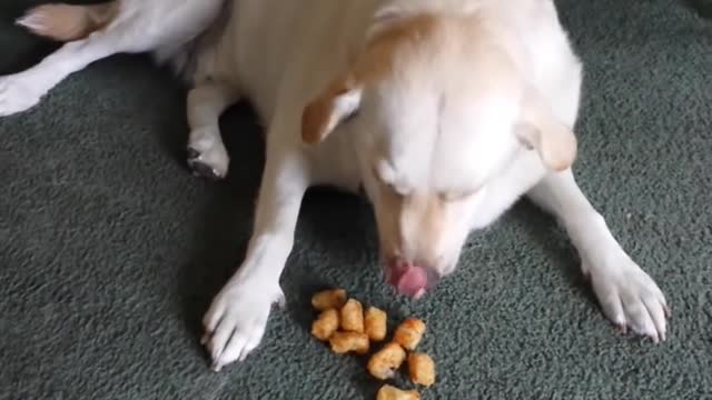 Cute dog caught stealing tater tots