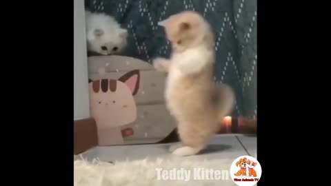 Funny cat videos/kitten meowing/cat dog fun