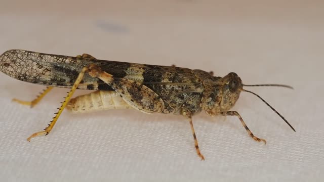 Grasshopper Insect Locust Found In My Room