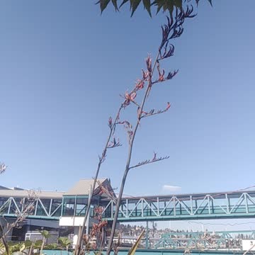 A beautiful Hummingbird get some nutrition in 90 degrees day