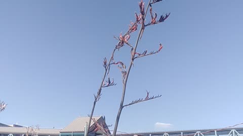 A beautiful Hummingbird get some nutrition in 90 degrees day